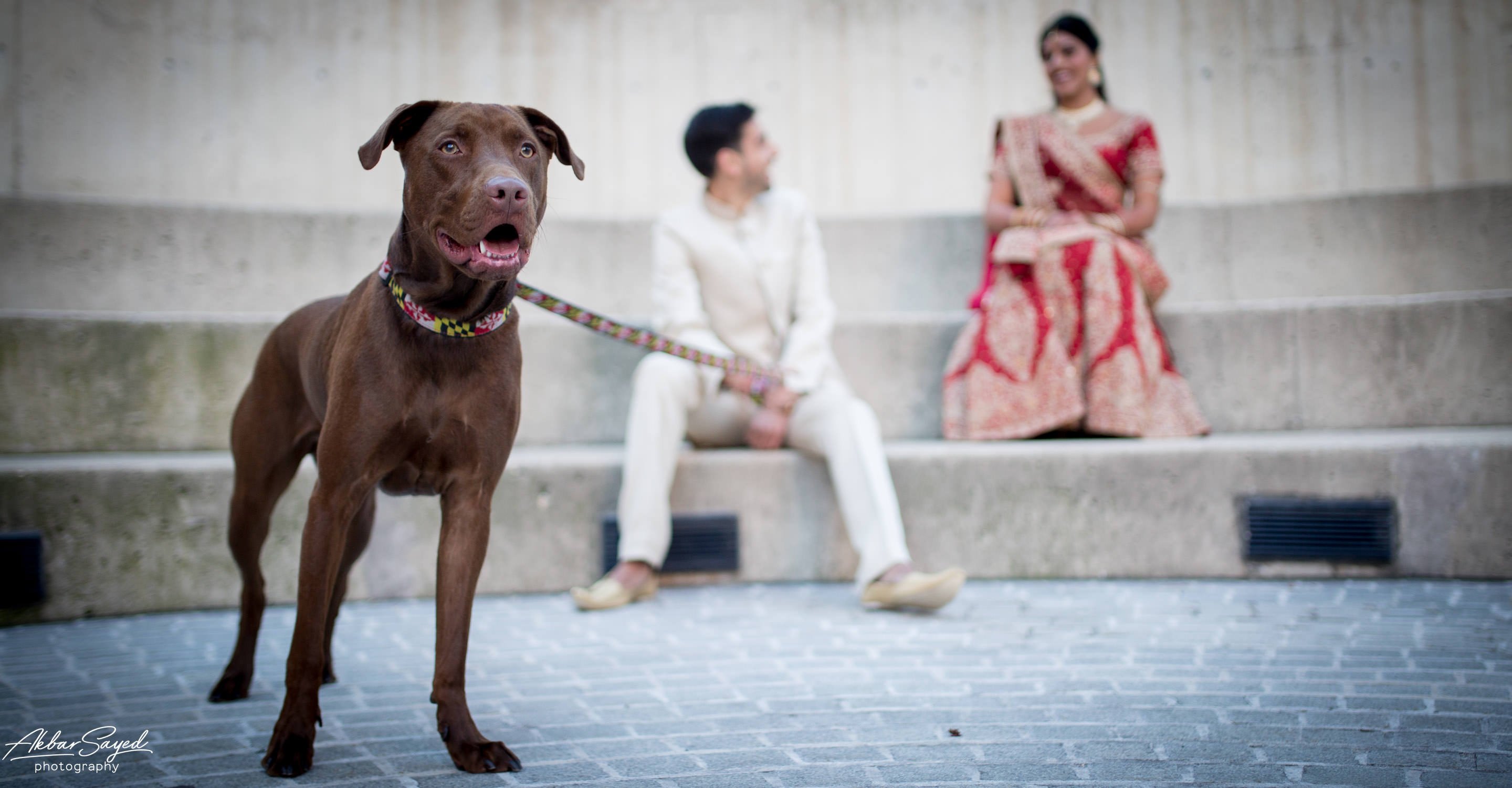 A photo of a iranian groom and indian bride with their dog on their wedding day at the american visionary art museum in baltimore, maryland.